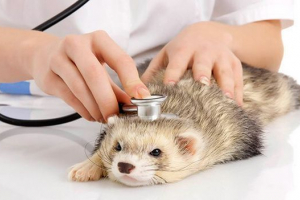 Datumi in shemi cepljenja z dihurji